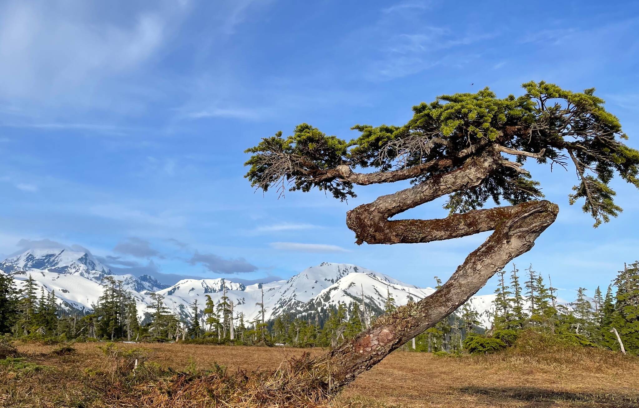 A bonsai mountain hemlock tree shaped by winter storms grows on the outer coast of Glacier Bay National Park.