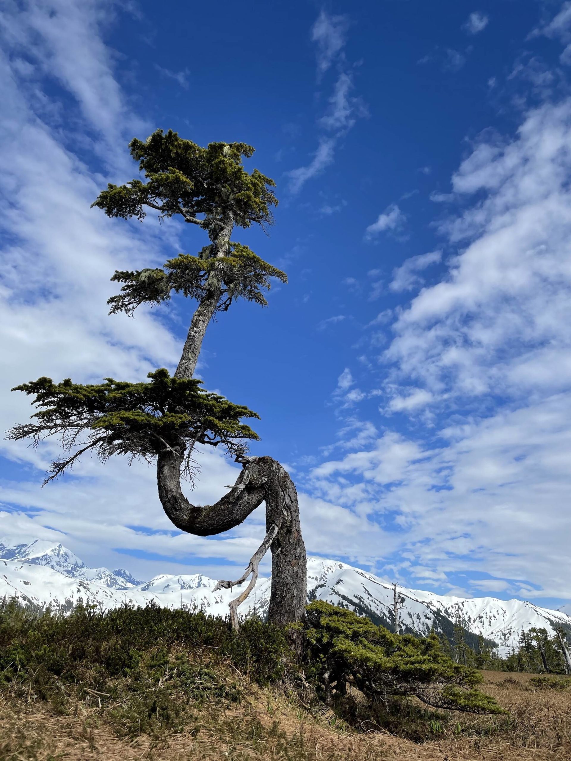 A mountain hemlock tree shaped by winter storms grows on the outer coast of Glacier Bay National Park.