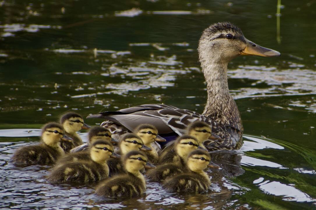 A brood of young mallard ducklings stay close to mom.(Courtesy Photo / Helen Unruh)