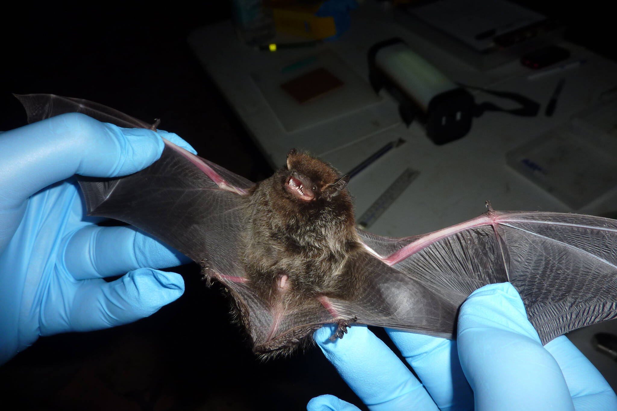 This photo available under a Creative Commons license shows a male silver-haired bat captured in Ozark National Scenic Riverways in 2010. Wednesday, a bat found in Douglas tested positive for rabies, the Alaska Department of Fish and Game announced. (Larisa Bishop Boros)