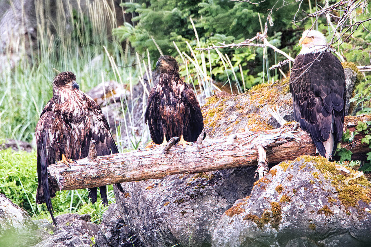 Two wet immature bald eagles with an adult eagle, by the Salt Chuck on June 29. (Courtesy Photo / Kenneth Gill, gillfoto)