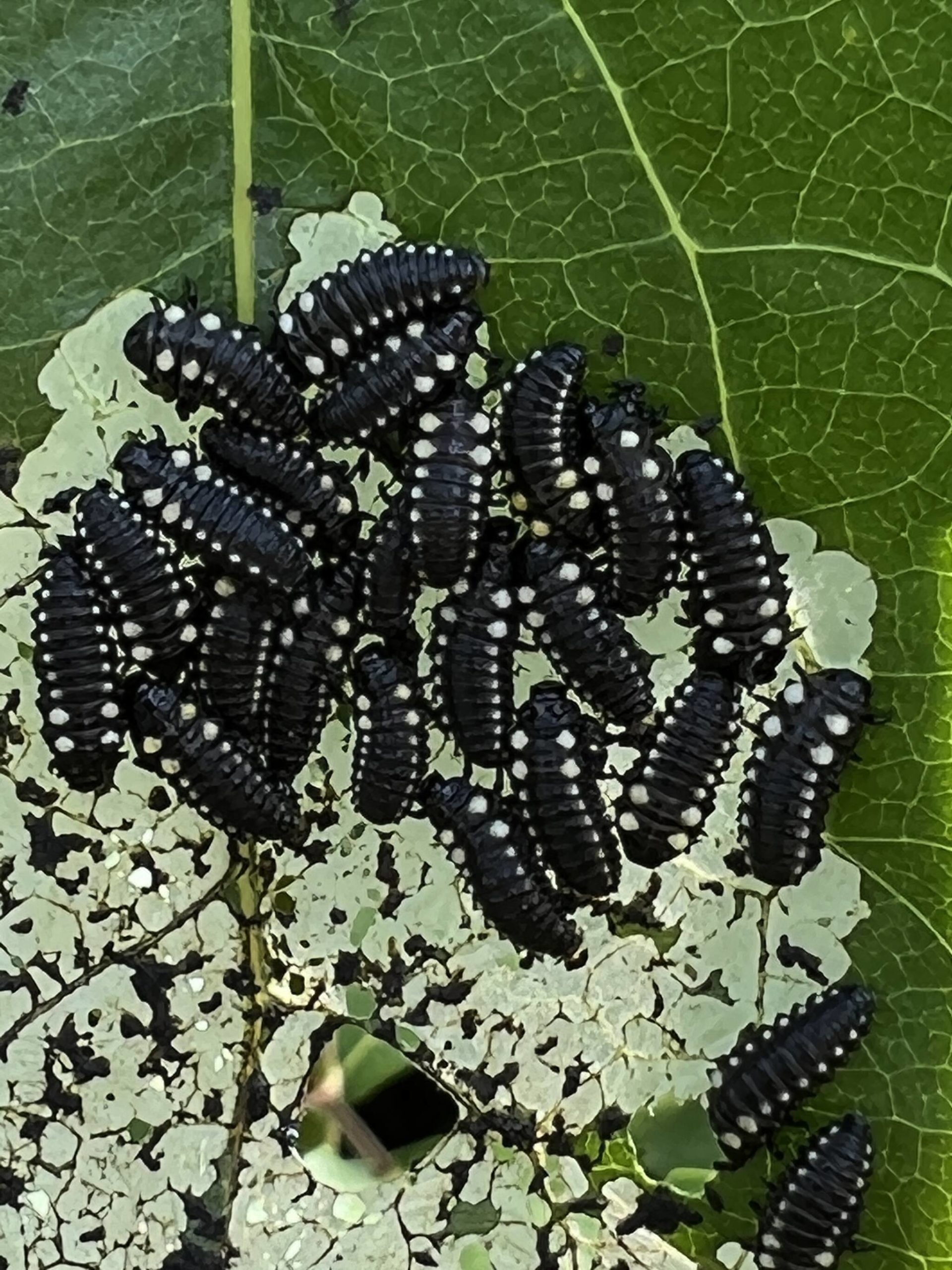 This photo shows cottonwood leaf beetle larvae. (Courtesy Photo / Deana Barajas)