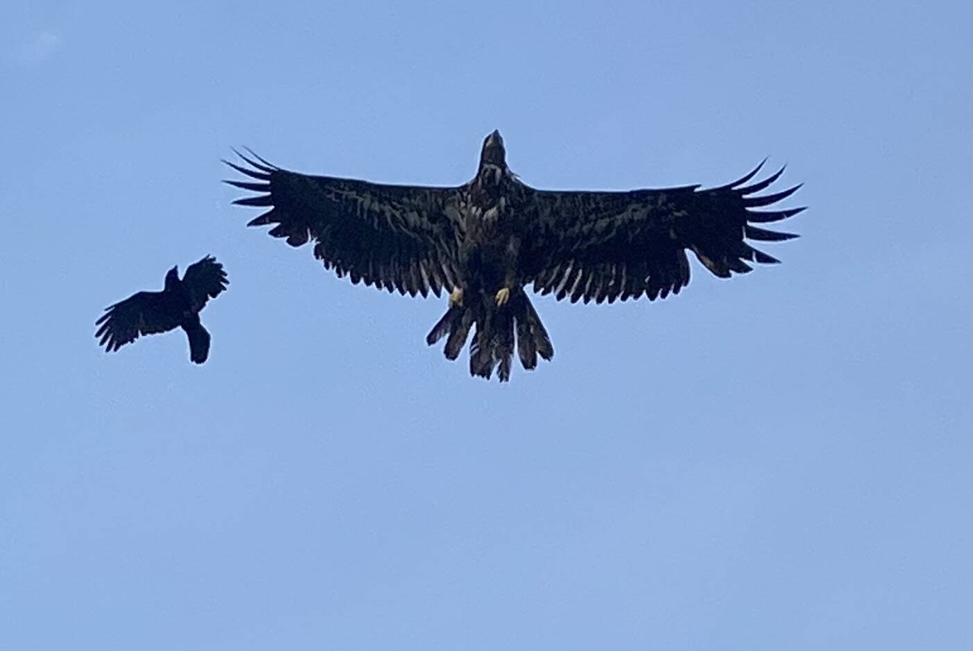 A crow harasses a juvenile eagle during its flying lesson above Channel Heights on July 5. (Courtesy Photo / Denise Carooll)