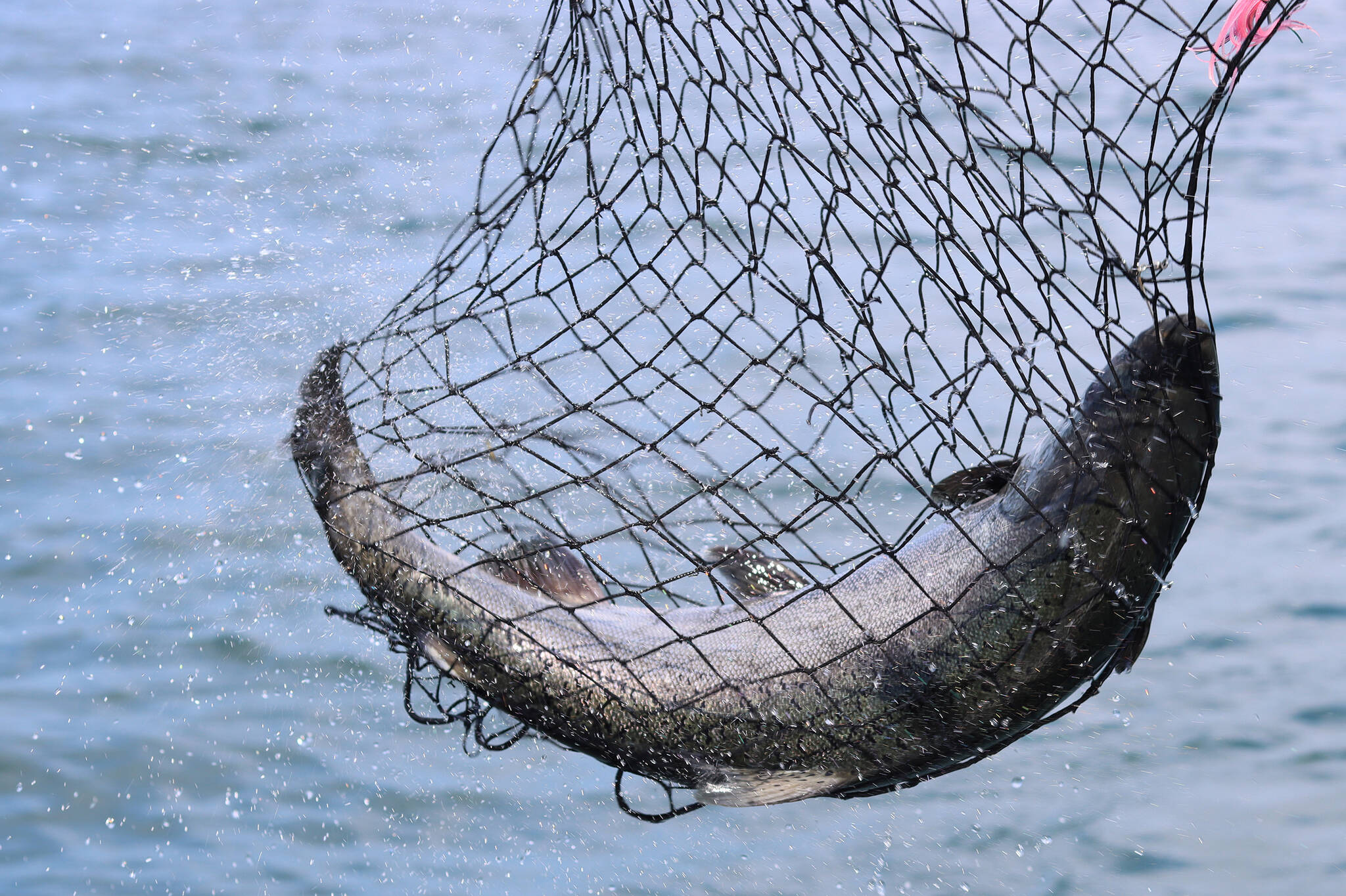 A king salmon reeled in near Lena Beach makes its way toward a cooler via a net. (Ben Hohenstatt / Juneau Empire)