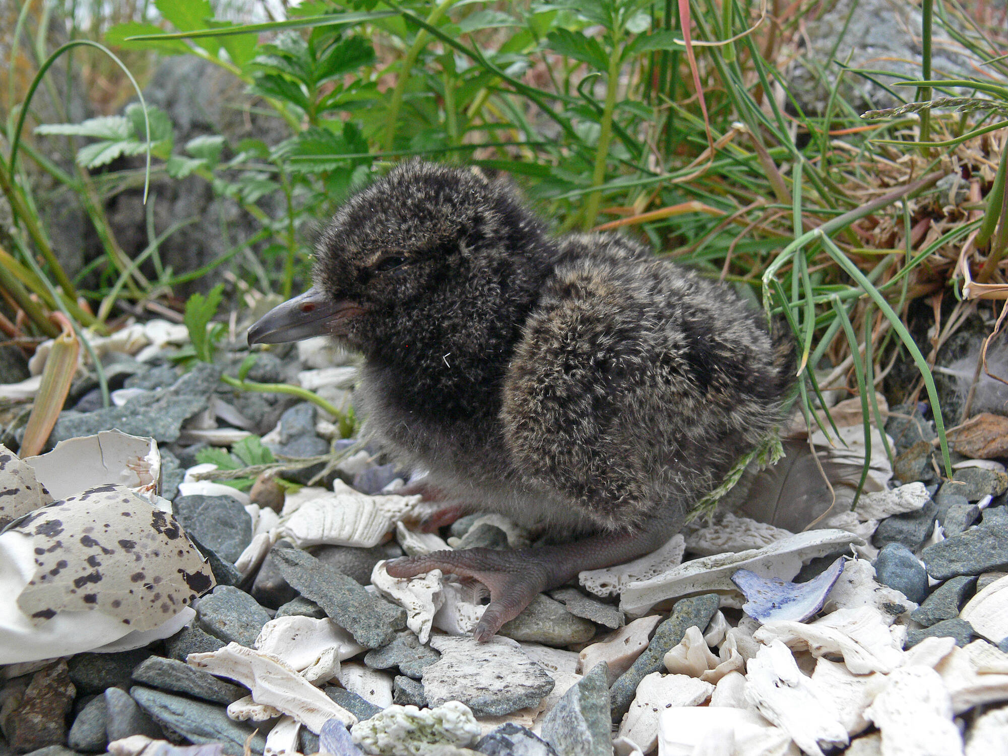A very young oystercatcher chick waits for a parent. (Courtesy Photo / Bob Armstrong)