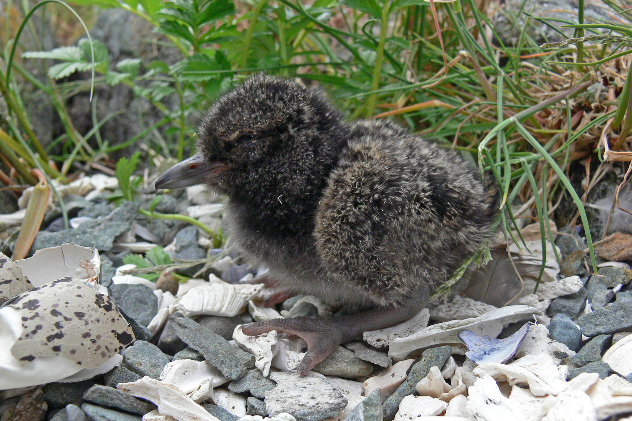 A very young oystercatcher chick waits for a parent.  (Courtesy Photo / Bob Armstrong)