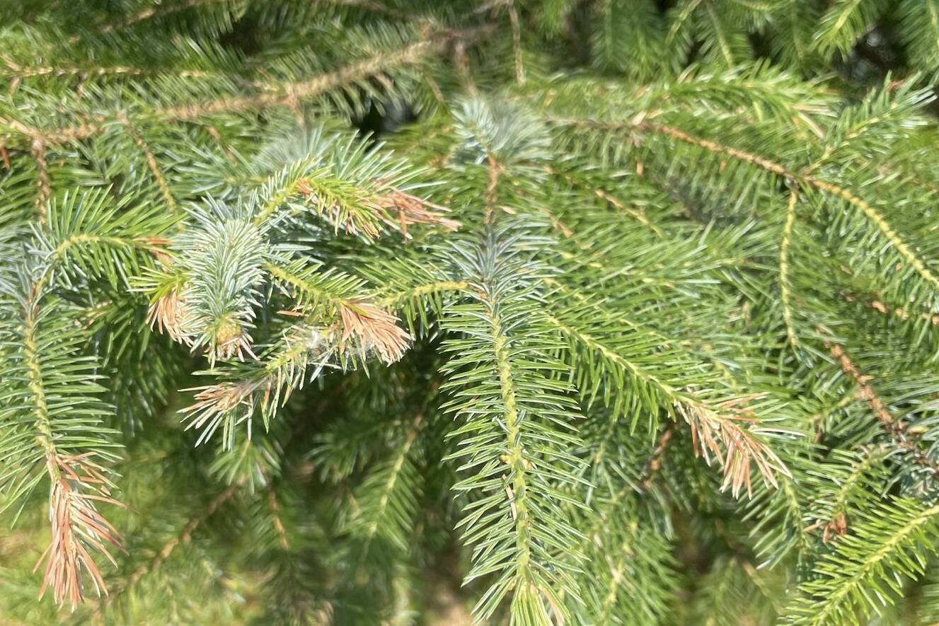 Pine needles showing aftermath of western blackheaded budworms damage. (Courtesy photo / U.S. Forest Service Alaska Region)