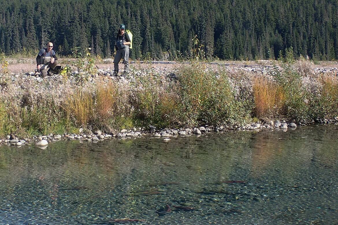 Flathead Lake Biological Station researchers Erin Sexton (right) and Chris Sergeant watch spawning salmon in a groundwater channel of the mine-impacted Tulsequah River in British Columbia. (Courtesy Photo / Jonathan Moore, Simon Fraser University)
