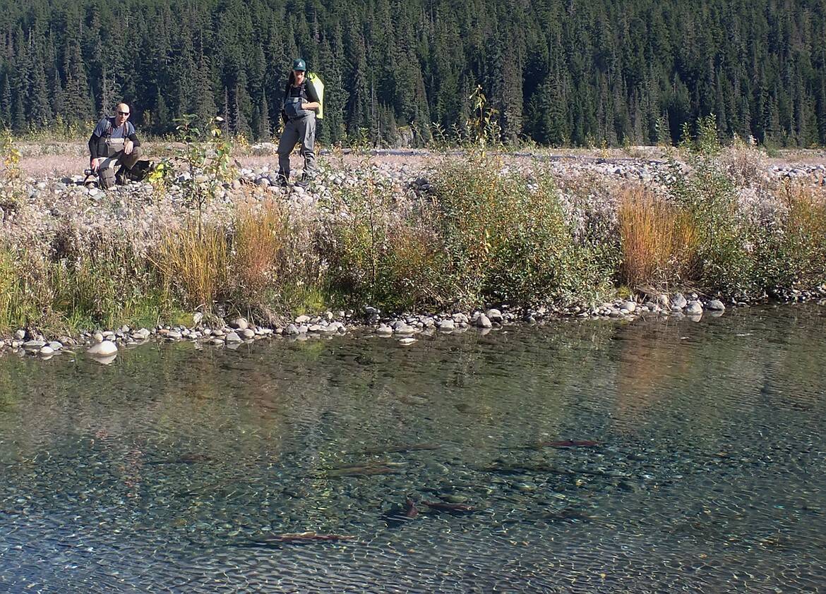 Flathead Lake Biological Station researchers Erin Sexton (right) and Chris Sergeant watch spawning salmon in a groundwater channel of the mine-impacted Tulsequah River in British Columbia. (Photo by Jonathan Moore, Simon Fraser University)