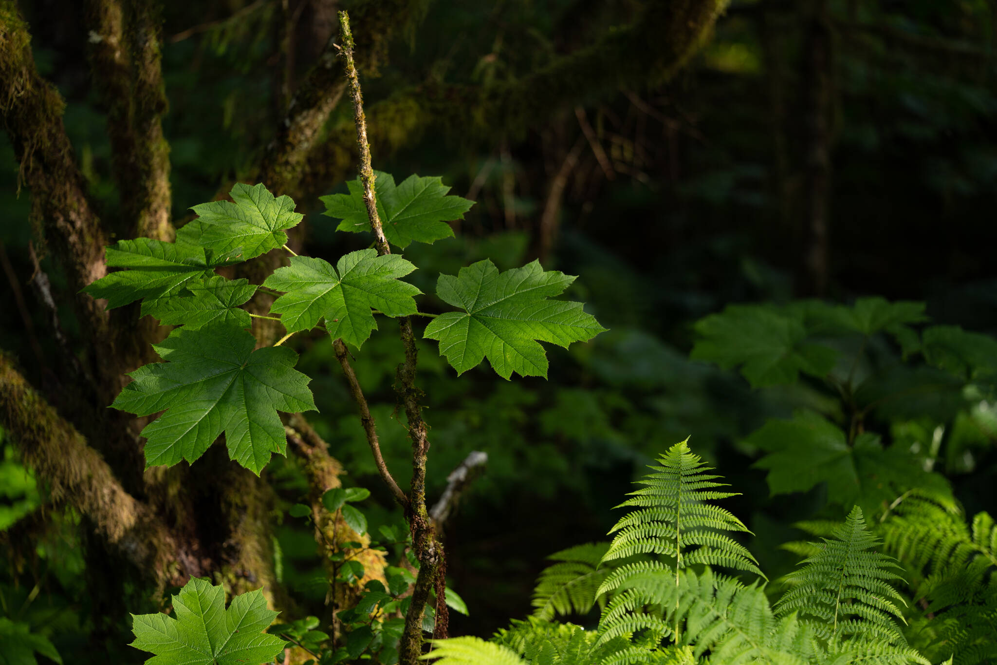 Like the forest that surrounds us, Southeast Alaska’s economy is complex, multilayered, and interconnected. (Courtesy Photo /Bethany Goodrich)