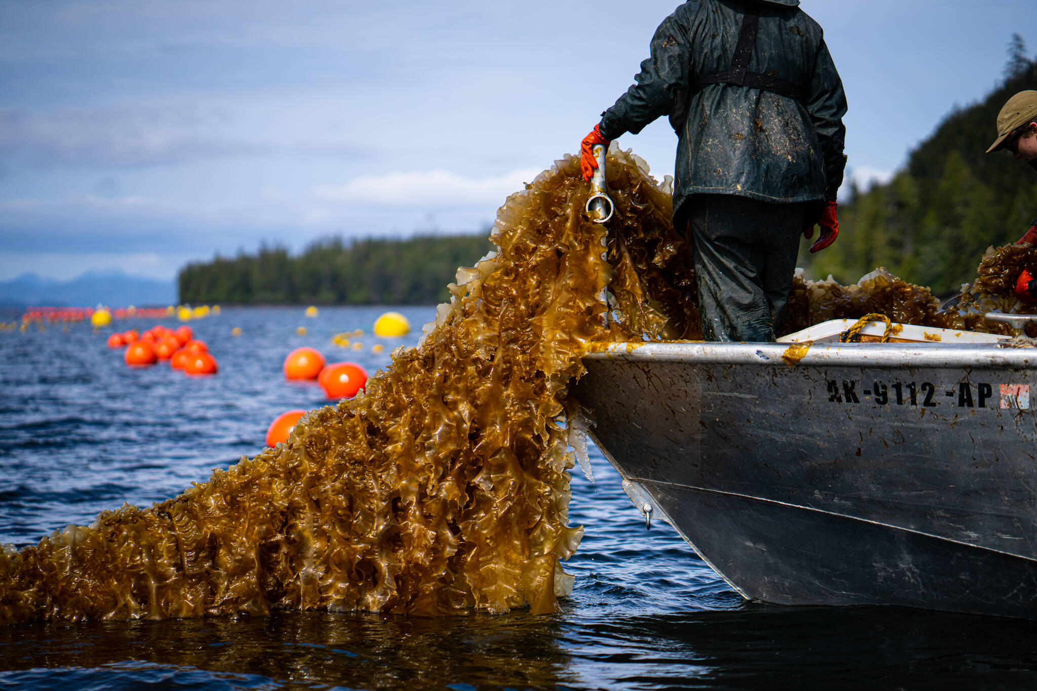 Courtesy Photos / Bethany Goodrich
Mariculture is an industry with potential to develop in ways that align with the unique seasonal rhythms, priorities, and workforce of Alaska. Photo of Seagrove Kelp Co. on Prince of Wales.