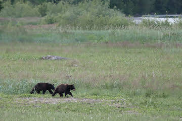 Two bears in late June walk in a field parallel to Egan Drive. Experts said they have seen a decrease in the number of bear encounters this year compared to previous years. (Ben Hohenstatt /Juneau Empire)