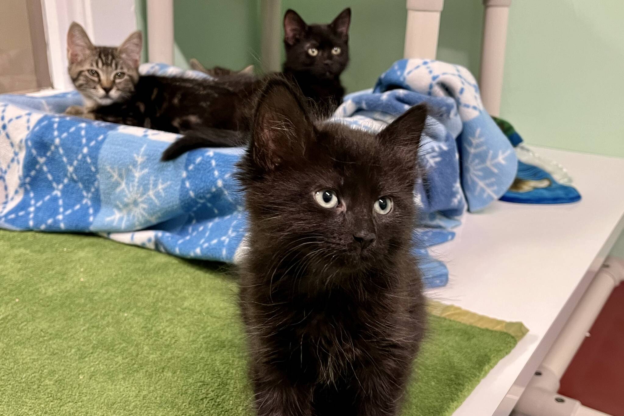 Some of the many kittens currently available for adoption at the Juneau Animal Rescue. (Jonson Kuhn / Juneau Empire)