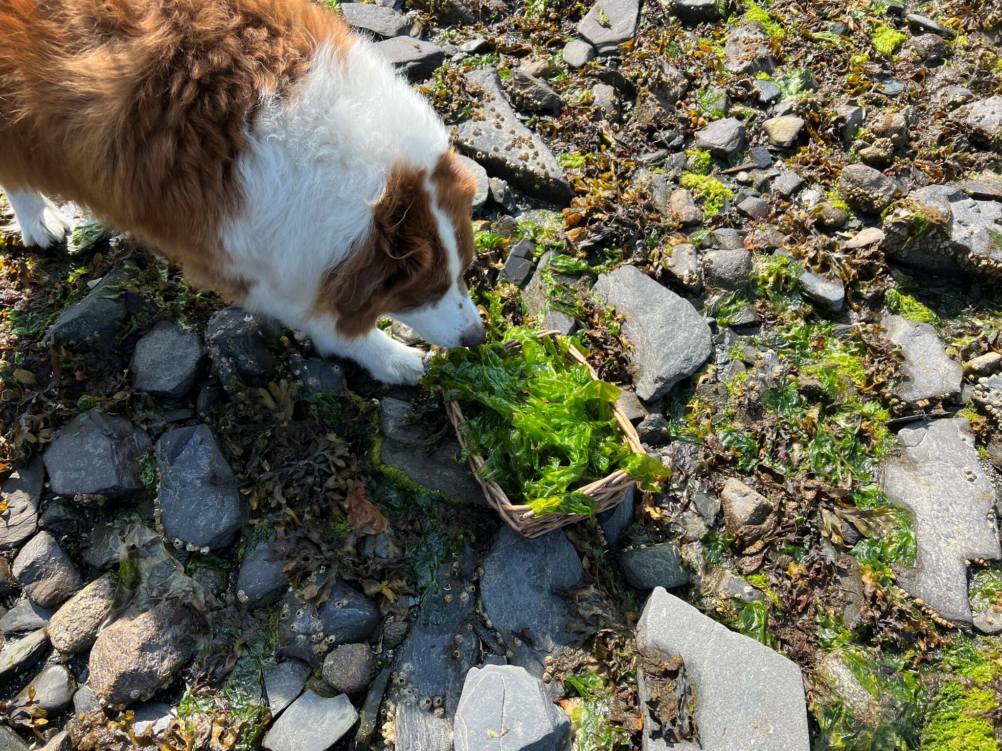 Oscar sniffs the sea lettuce on the beach in Wrangell. . (Vivian Faith Prescott / For the Capital City Weekly)