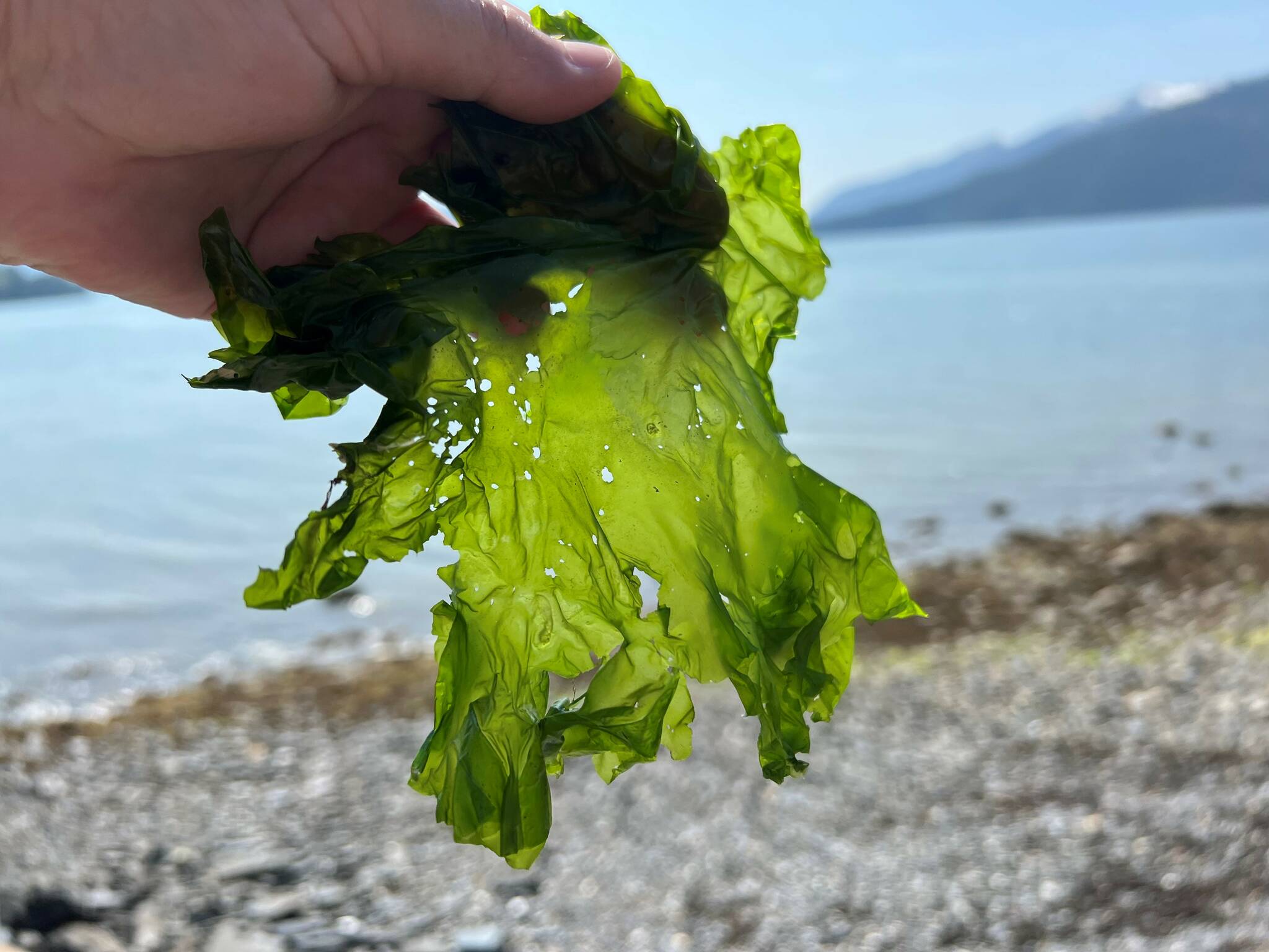 Sea lettuce in the raw in Wrangell. (Vivian Faith Prescott / For the Capital City Weekly)