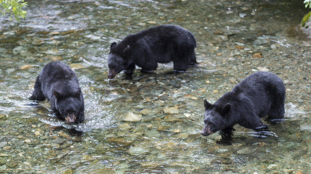 Three 2-year-old black bear cubs look hunt spawning sockeye salmon in Steep Creek at the Mendenhall Glacier Visitor Center on Thursday, August 16, 2018. (Michael Penn / Juneau Empire File)
