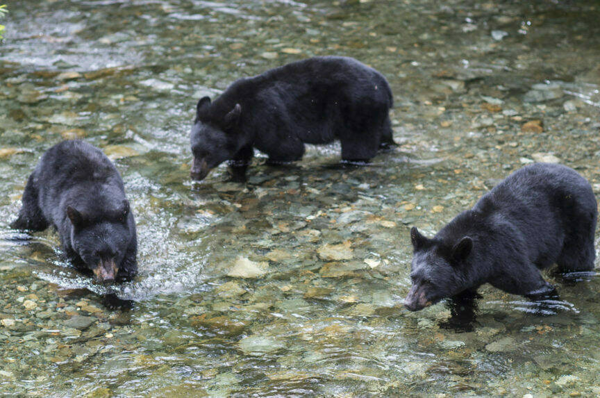 Three 2-year-old black bear cubs look hunt spawning sockeye salmon in Steep Creek at the Mendenhall Glacier Visitor Center on Thursday, August 16, 2018. (Michael Penn / Juneau Empire File)