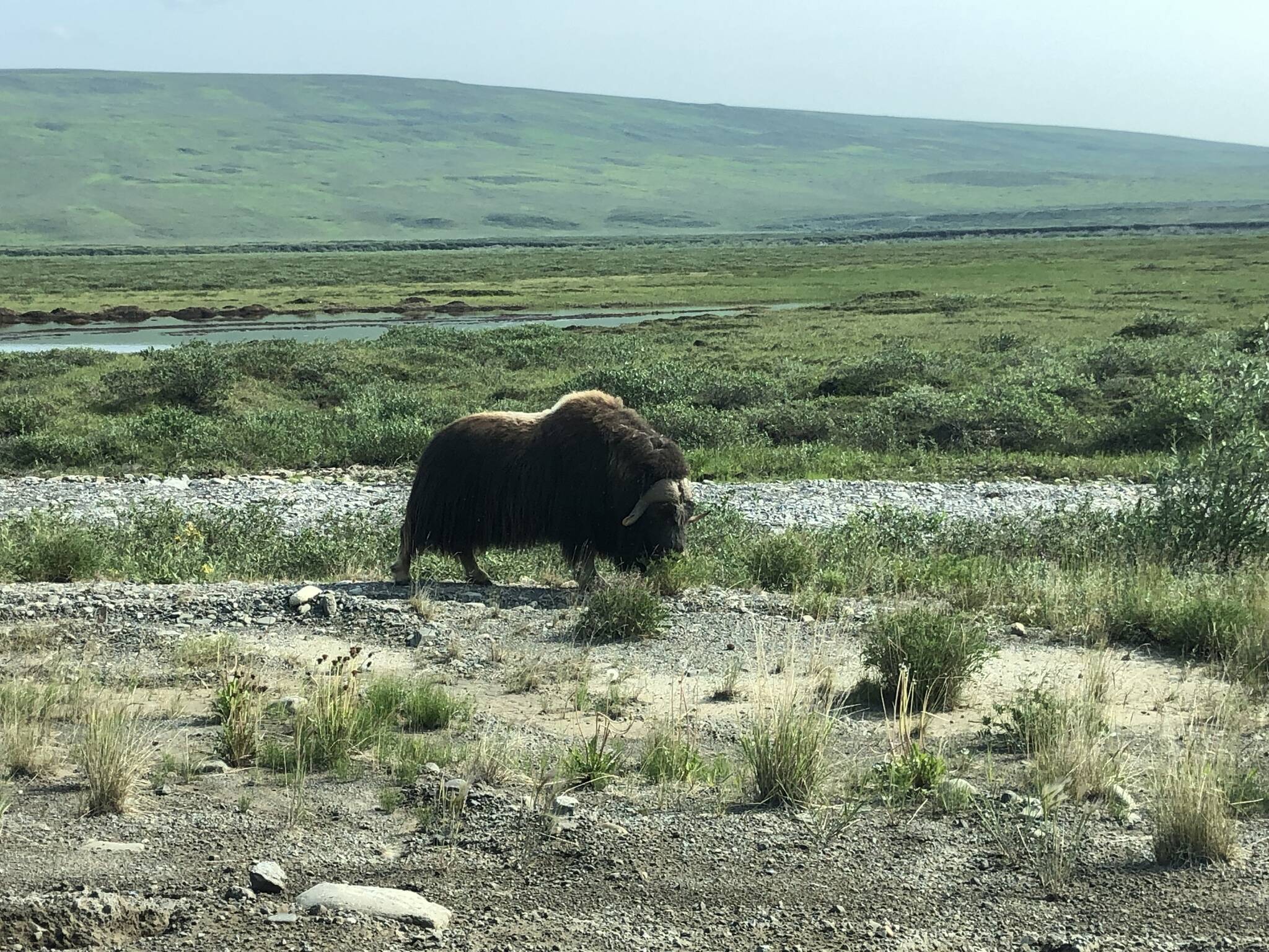 This photo was taken on the Dalton Highway south of Deadhorse on July 10. (Courtesy Photo / William Harrold)