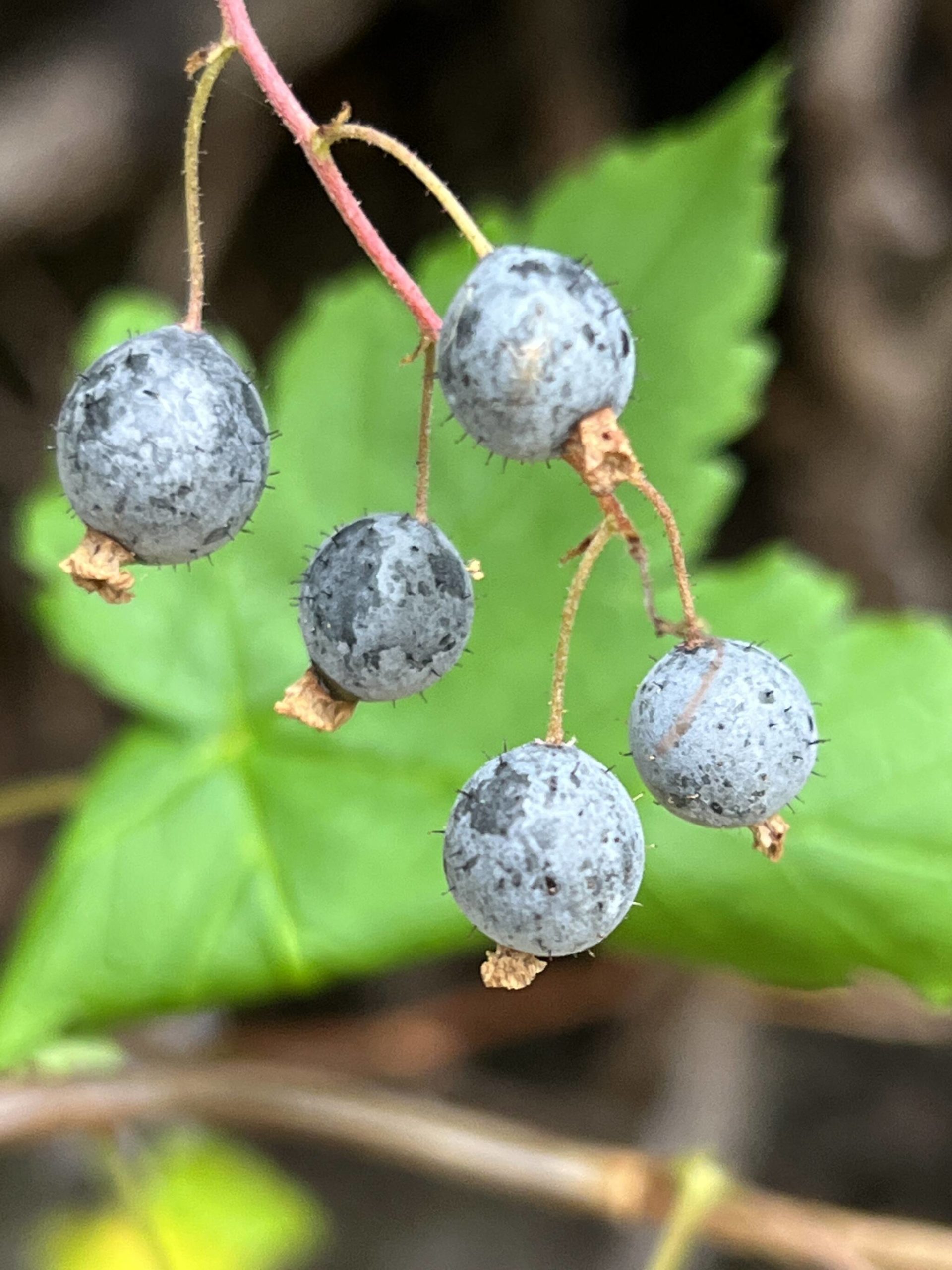 This July 23 photo shows stink currants growing along the Camping Cove Trail. (Courtesy Photo / Deana Barajas)