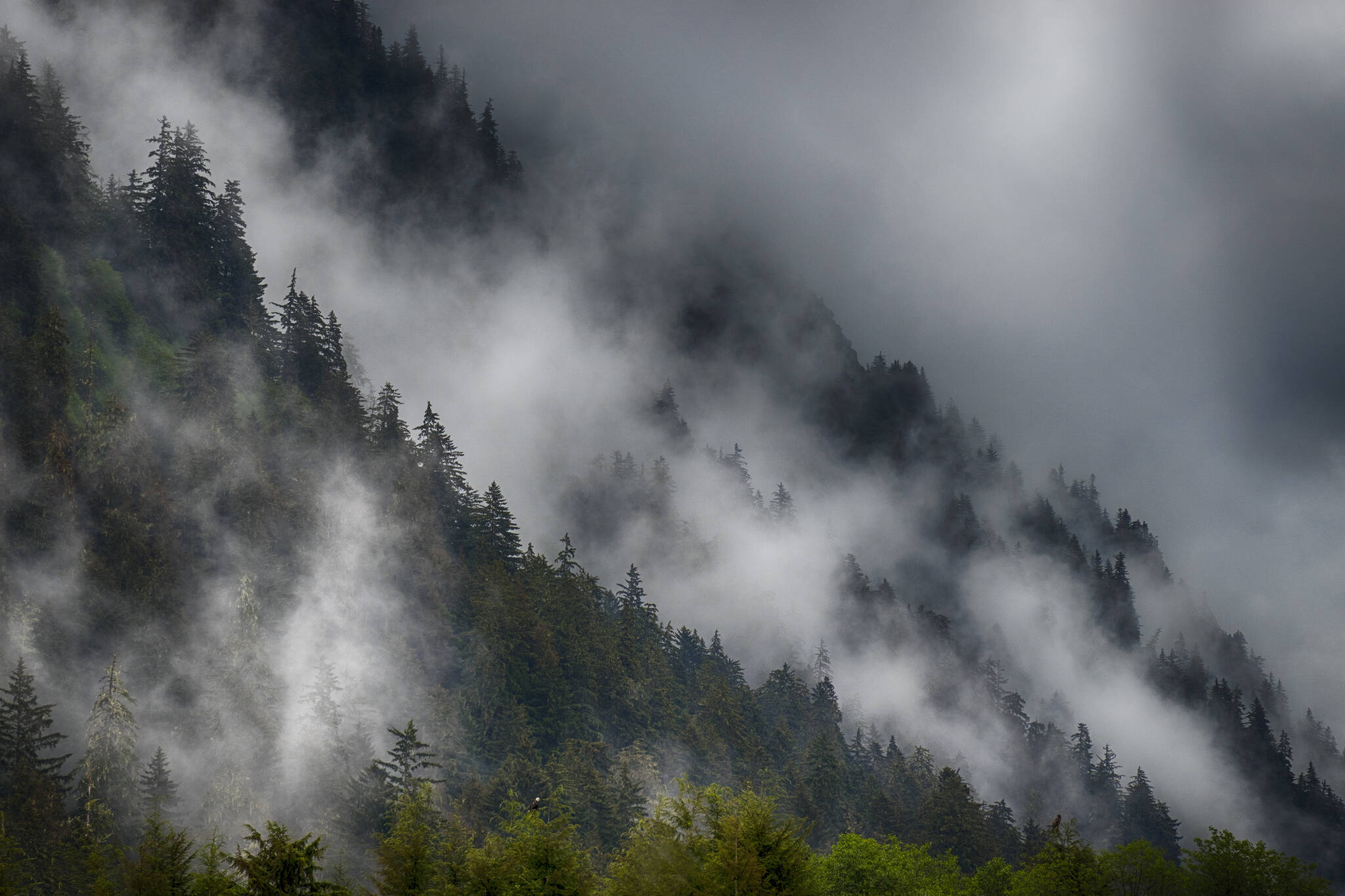Misty rainforest in Juneau this week. (Courtesy Photo / Kenneth Gill, gillfoto)