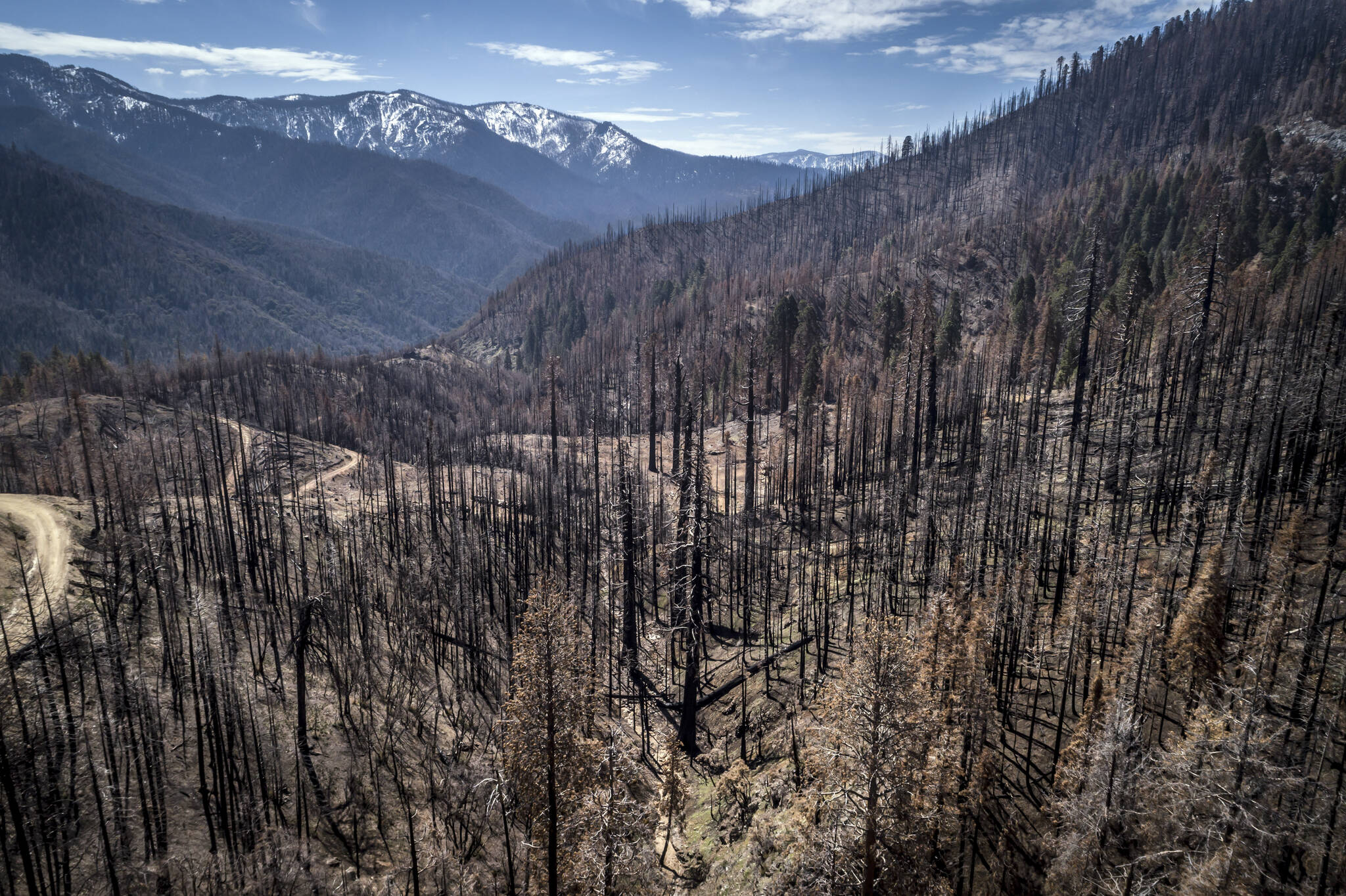 A burned hillside where crews are planting seedlings including Giant Sequoia in Mountain Home State Demonstration Forest outside Springville, Calif., on April 26, 2022. Destructive fires in recent years that burned too hot for forests to quickly regrow have far outpaced the government's capacity to replant trees. (Carlos Avila Gonzalez / San Francisco Chronicle)