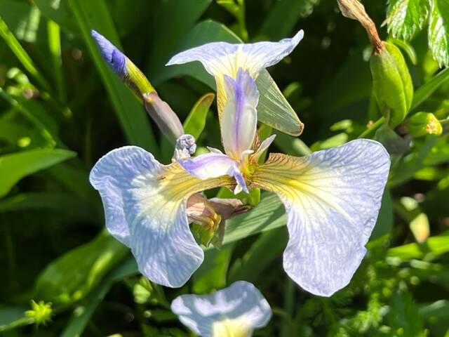 Wild iris (Iris setosa) comes in a variety of shades, from the usual purple to pale lavender or reddish. (Courtesy Photo / Deana Barajas)