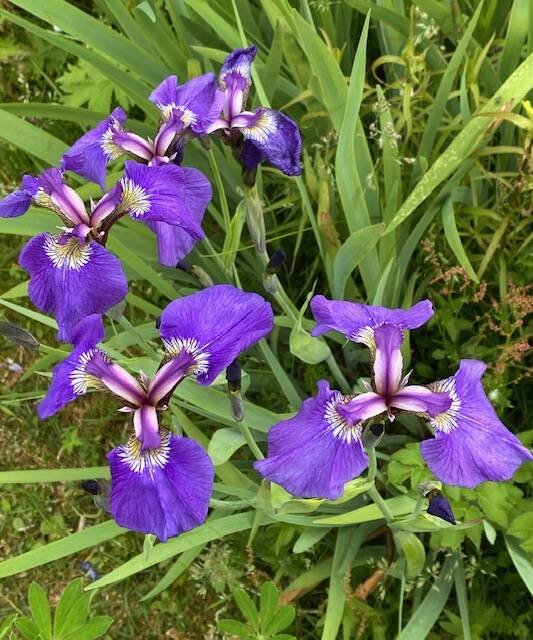 Wild iris (Iris setosa) comes in a variety of shades, from the usual purple to pale lavender or reddish. (Courtesy Photo / Denise Carroll)