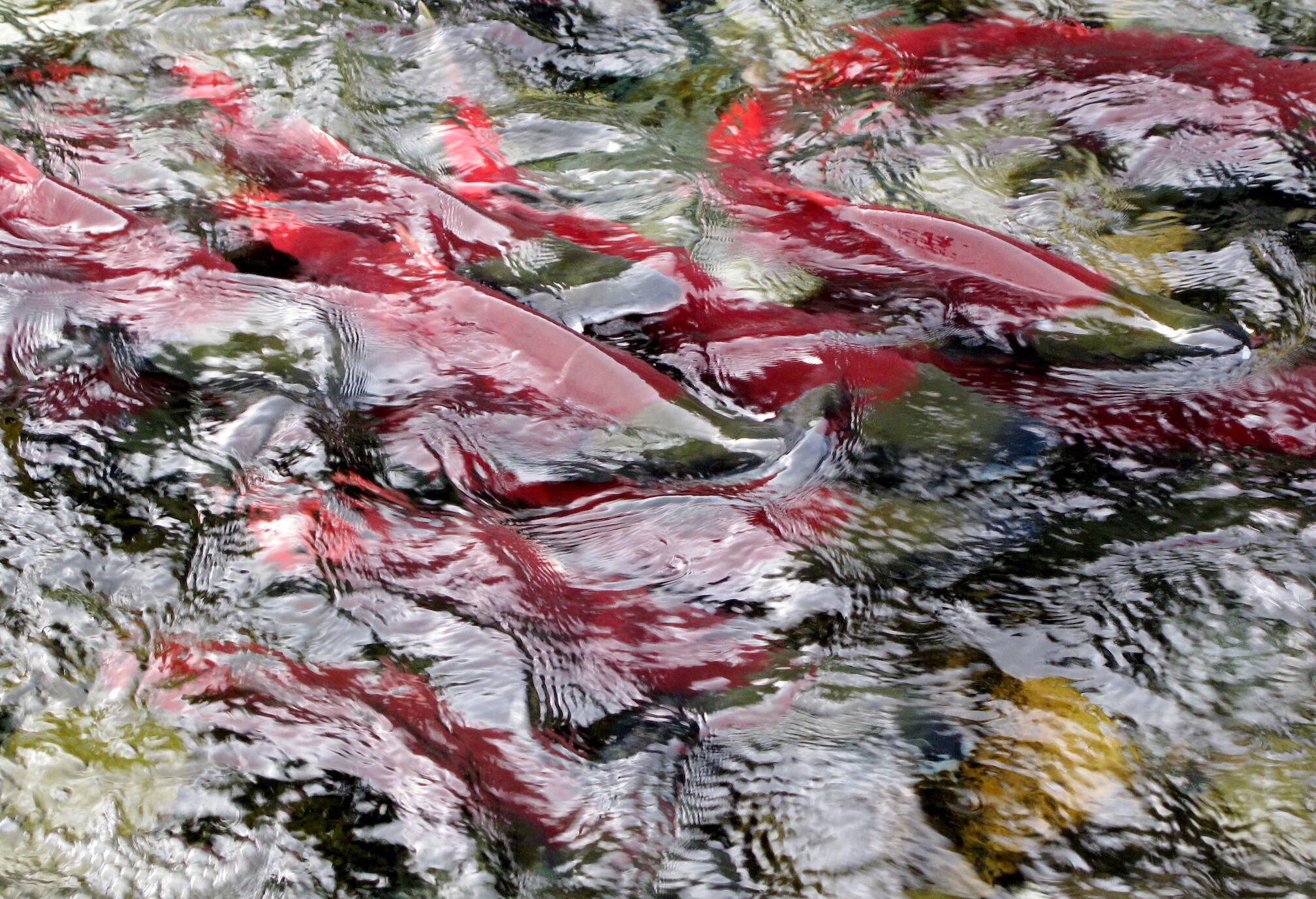 Red salmon gather at a Gulkana Hatchery fish weir that prevents them from going upstream on the east fork of the Gulkana River.(Courtesy Photo/ Ned Rozell)