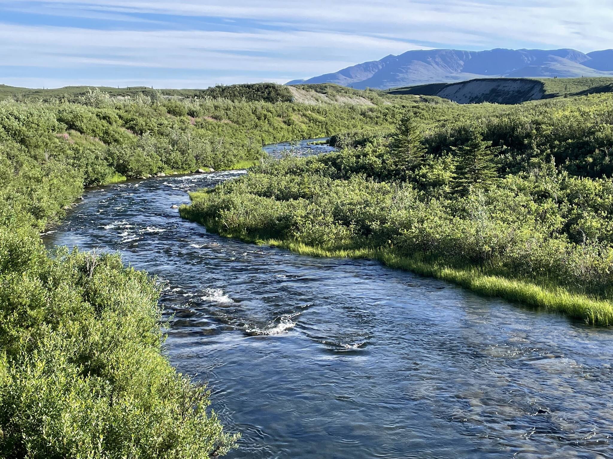 The east fork of the Gulkana River, a waterway to where many hatchery red salmon are returning. (Courtesy Photo/ Ned Rozell)