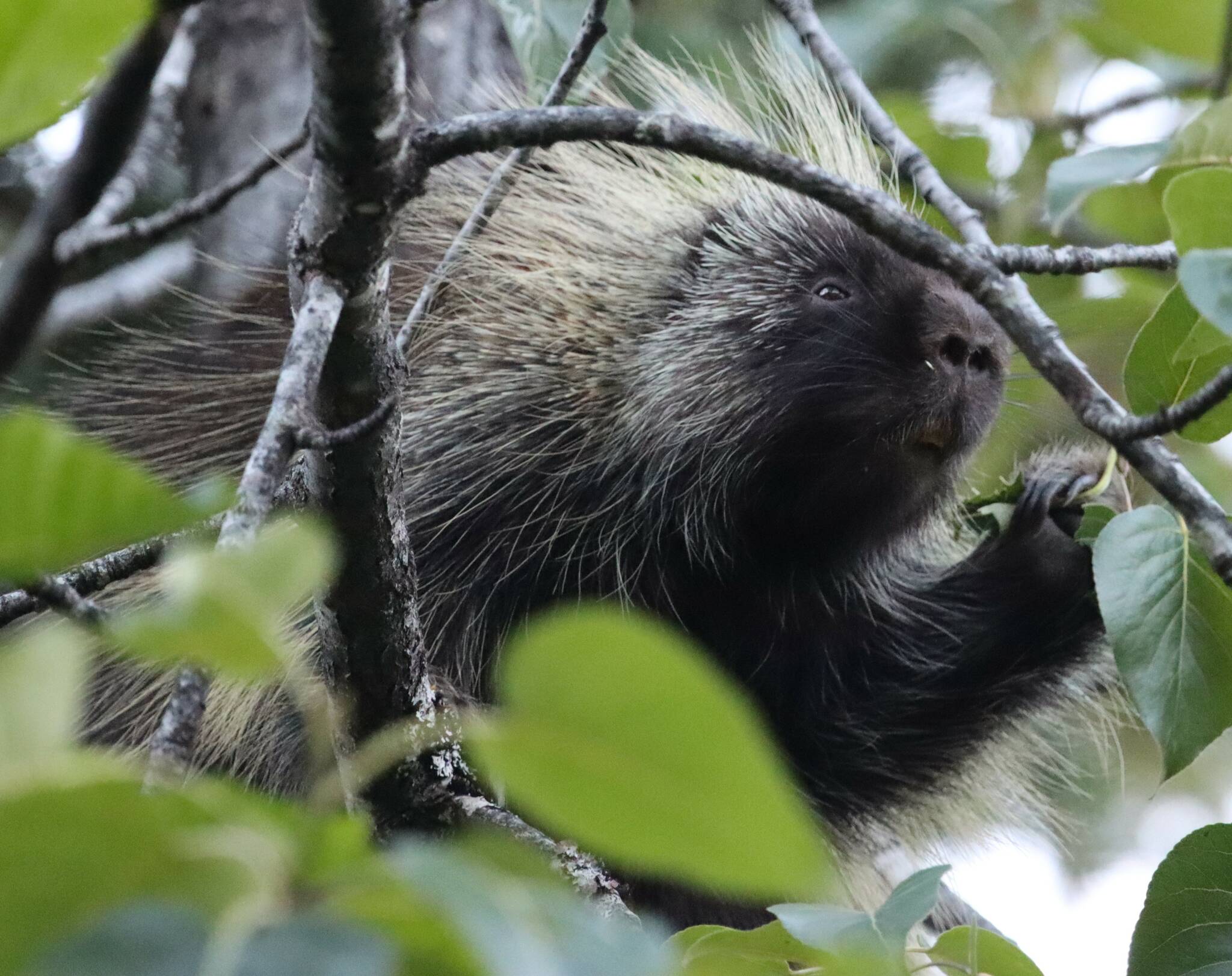 A porcupine grasps leaves in a tree near Steep Creek. (Ben Hohenstatt / Juneau Empire)