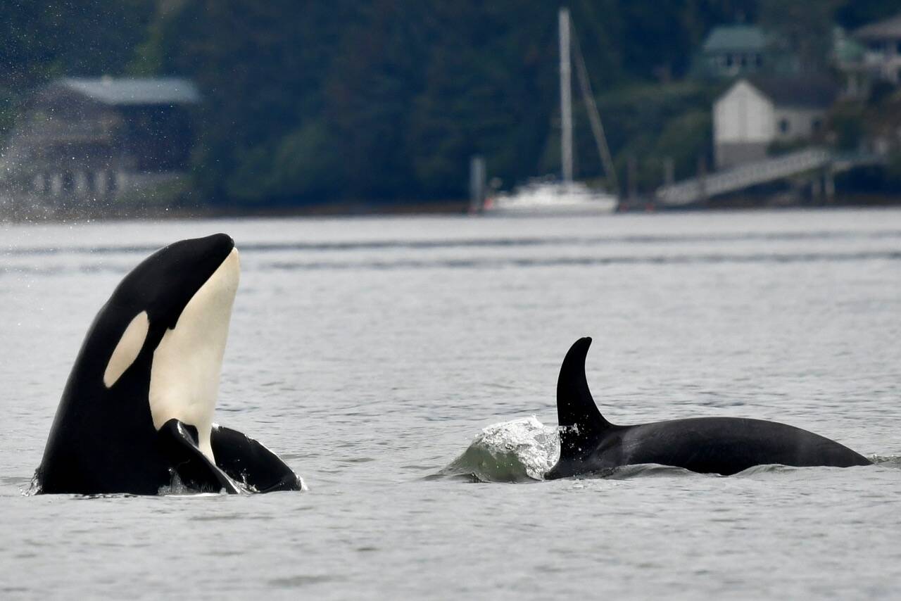 This Aug. 8 photo shows orcas spyhopping near Auke Bay. (Courtesy Photo / Christopher Grau)