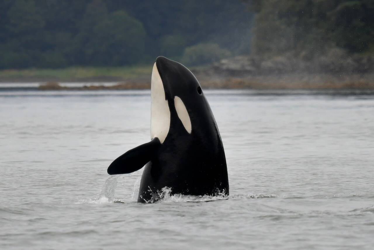 This Aug. 8 photo shows orcas spyhopping near Auke Bay. (Courtesy Photo / Christopher Grau)