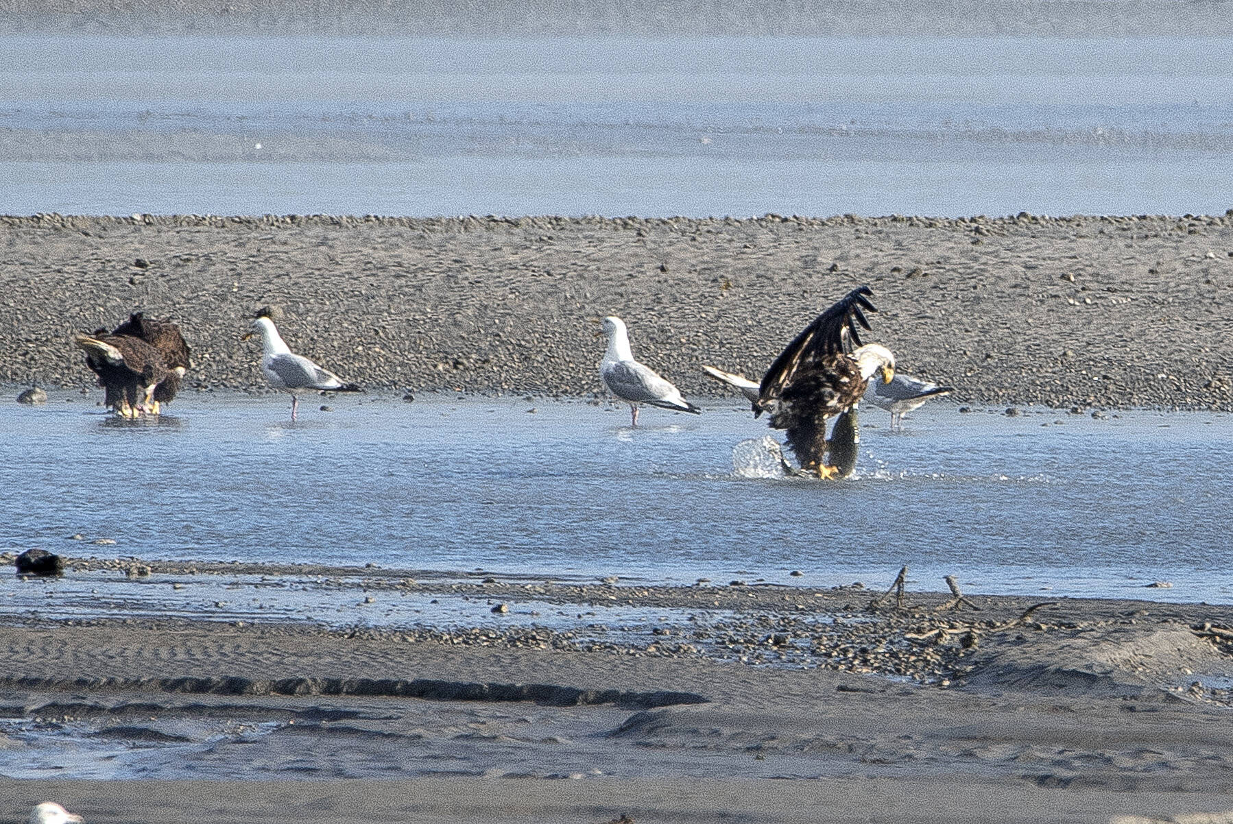Bald eagles subduing chum salmon with gulls in attendance. (Courtesy Photo / Kenneth Gill, gillfoto)