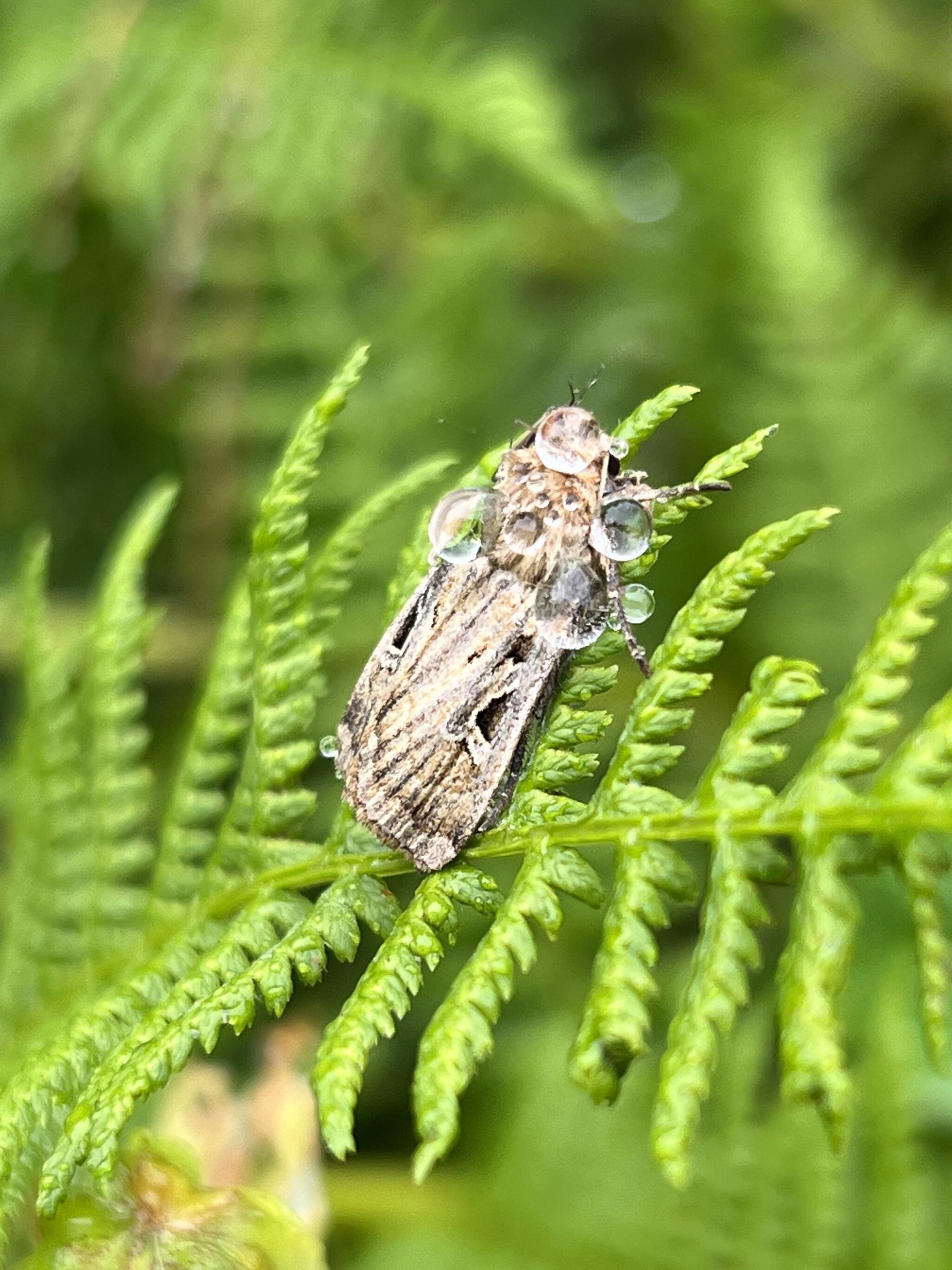 A wet moth rests on a fern. (Courtesy Photo / Deana Barajas)