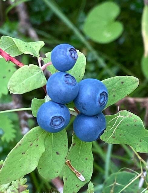 Delicious ripe blueberries wait to be picked along the Dan Moller trail on Aug. 10. (Courtesy Photo / Denise Carroll)