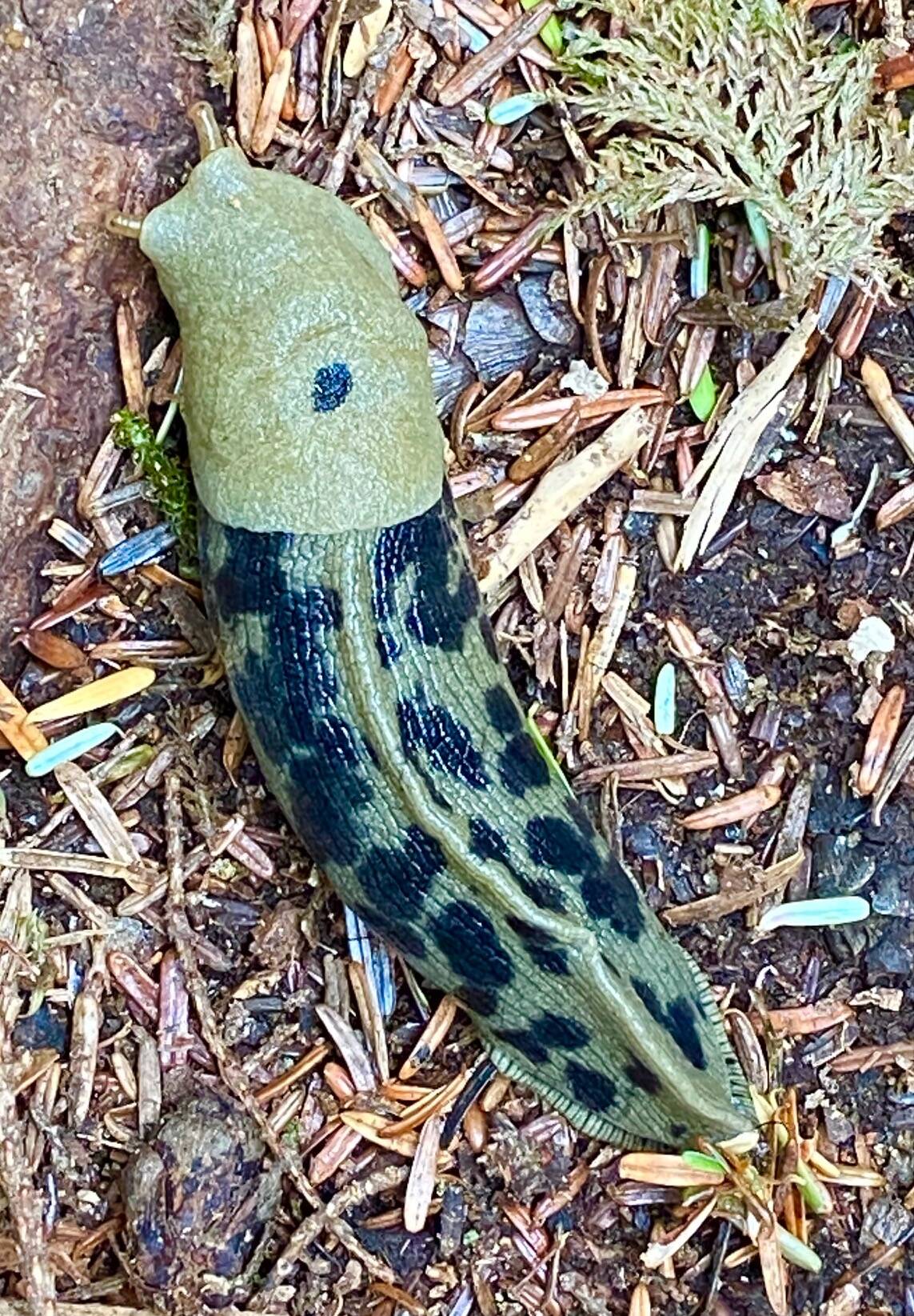 A banana slug with a single exposed lung is seen in North Bridget Cove. (Courtesy Photo / Denise Carroll)