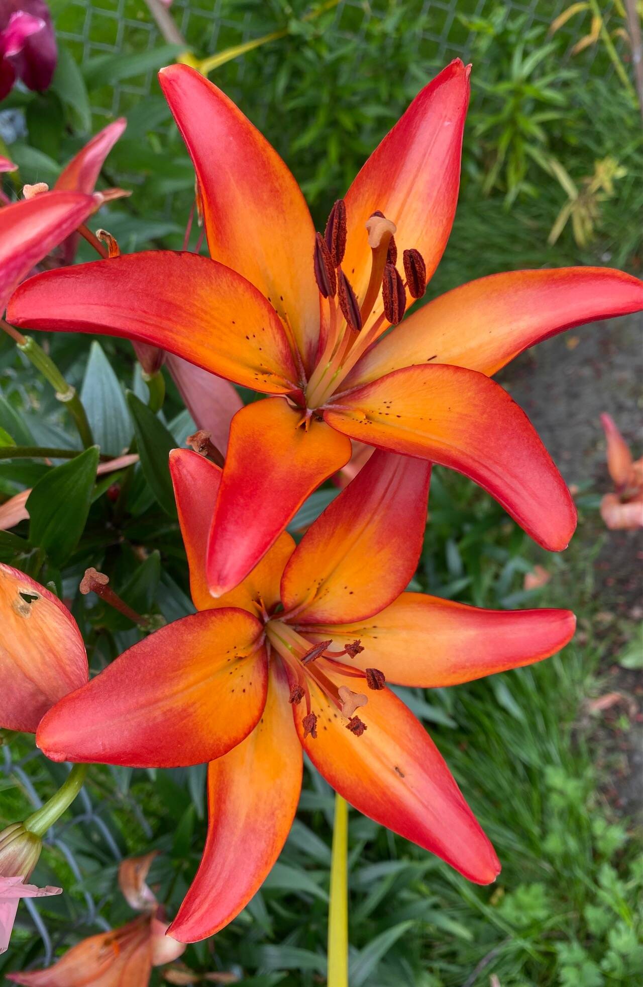 Asiatic lilies spotted in the downtown highlands on Aug. 21, 2022. (Courtesy Photo / Denise Carroll)