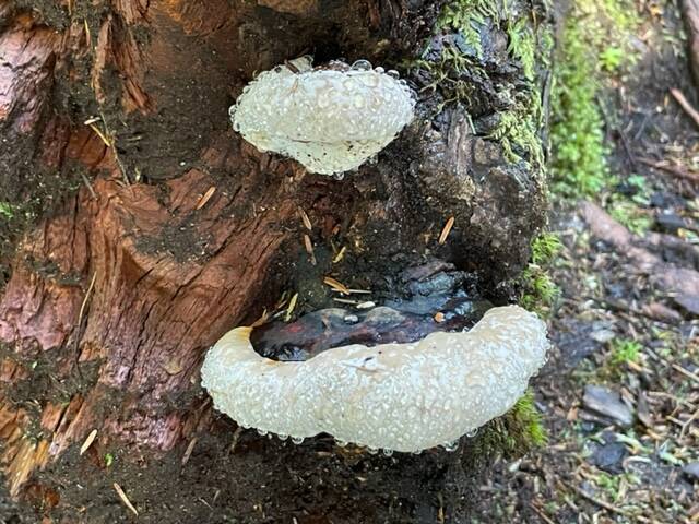 Bear bread grows on a tree on the Camping Cove Trail. (Courtesy Photo / Sandy Williams)
