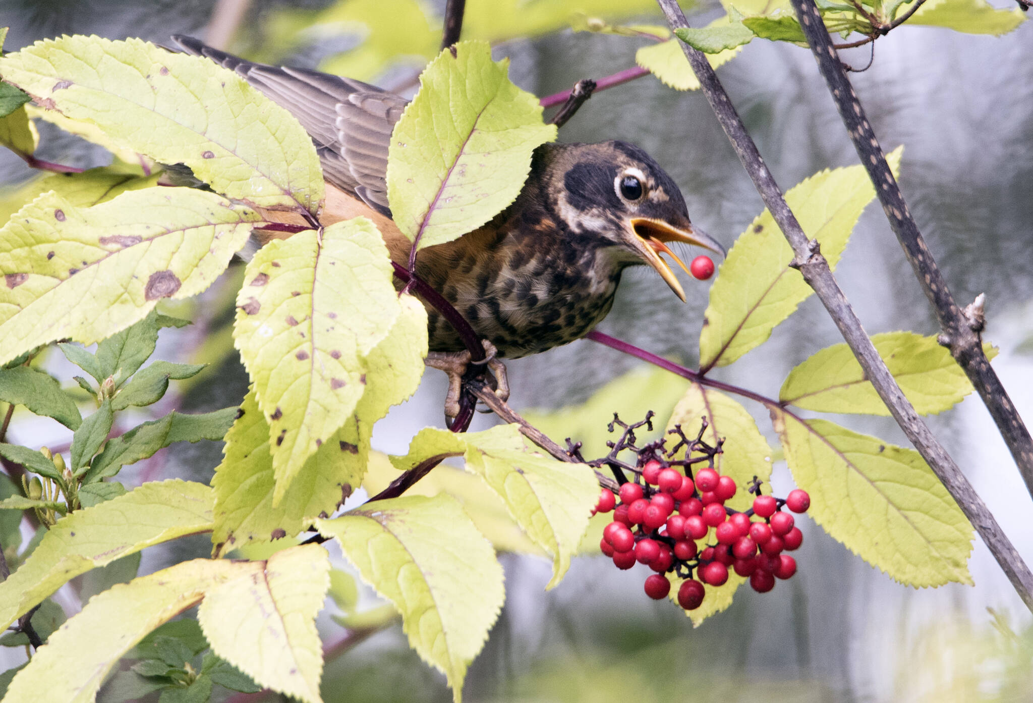 A young robin feasting on crop of berries out the road, Juneau. (Courtesy Photo / Kenneth Gill, gillfoto)