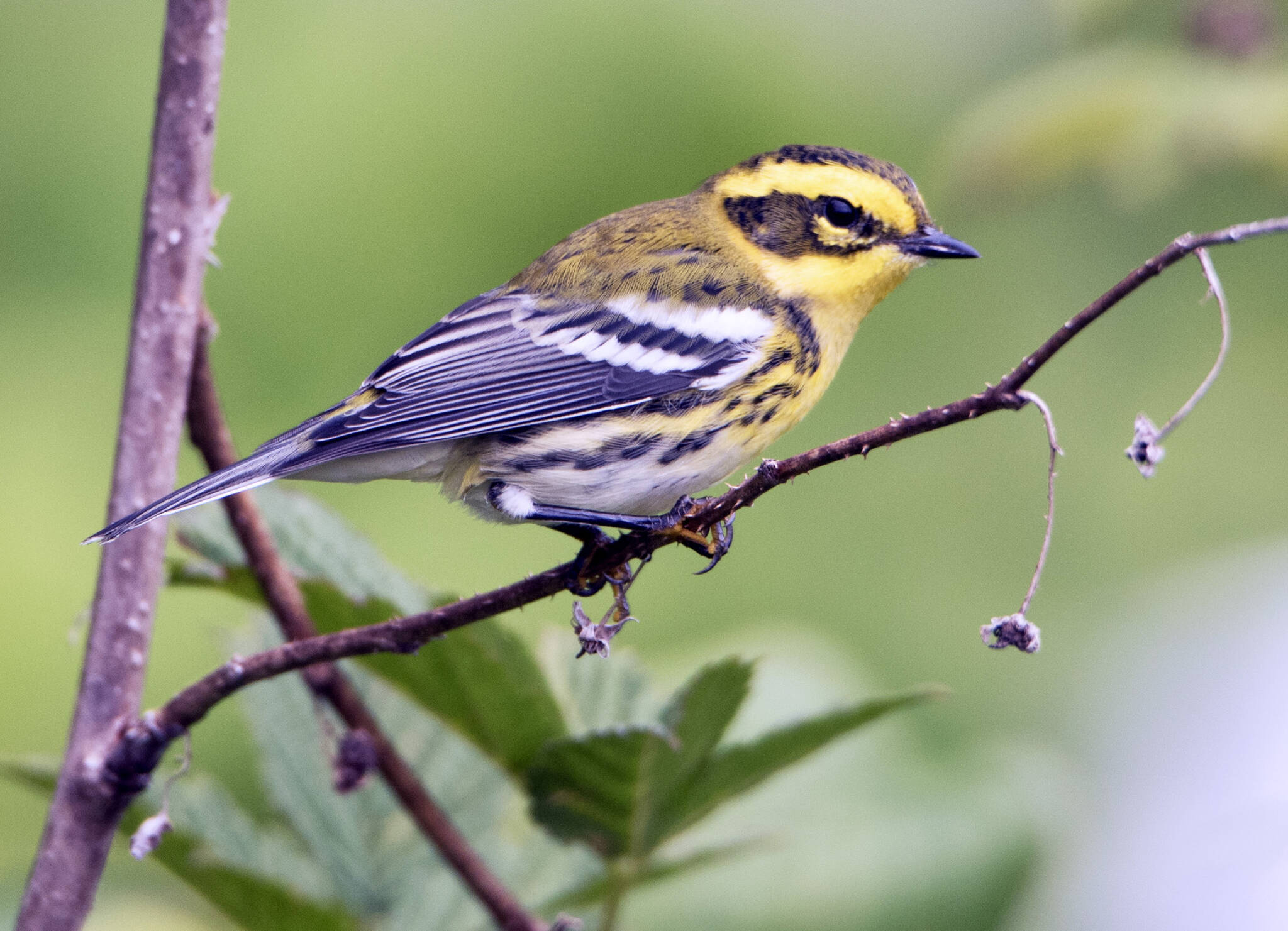 A Townsend’s warbler perches on a salmonberry bush. (Courtesy Photo / Kenneth Gill, gillfoto)