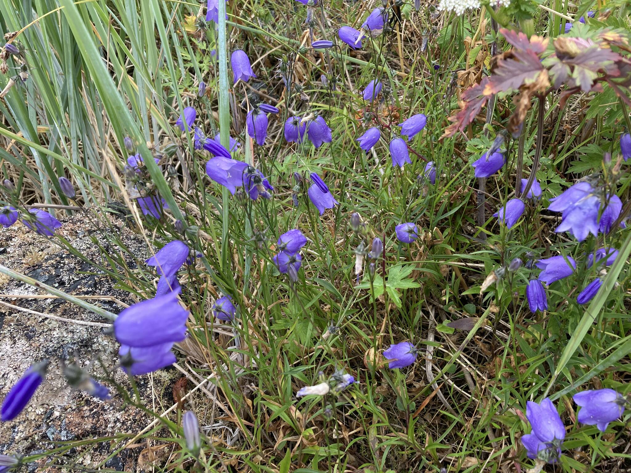 Harebells grew in clusters among the rocks at Point Kelgaya. (Mary F. Willson / For the Juneau Empire)