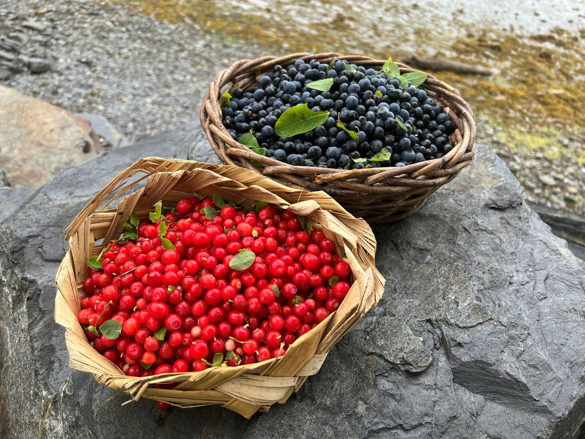Courtesy Photo / Vivian Faith Prescott 
Red huckleberries and blueberries in Wrangell at Mickey’s Fishcamp.