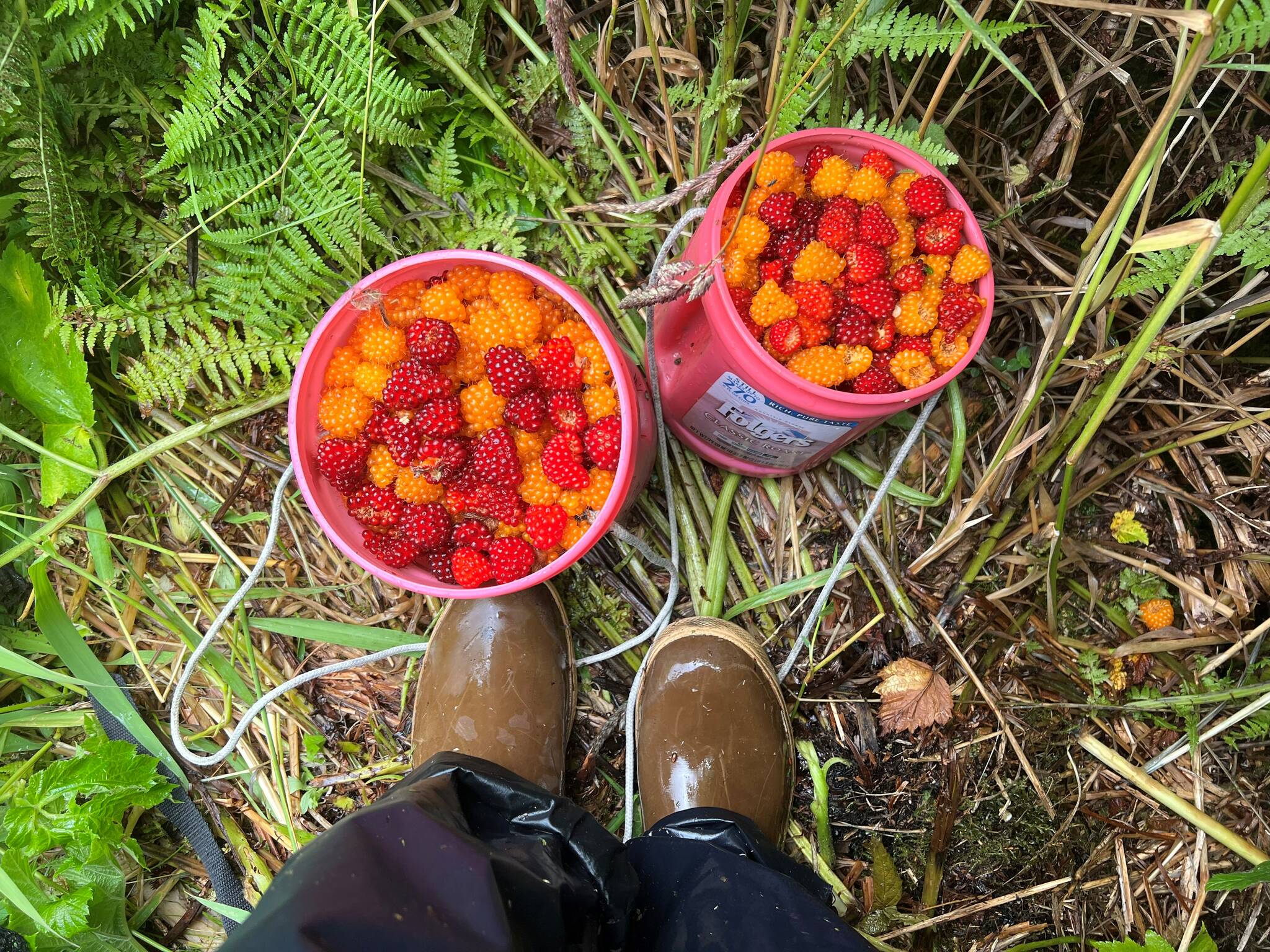 Boots and buckets and salmonberries in Wrangell. (Courtesy Photo / Vivian Faith Prescott)