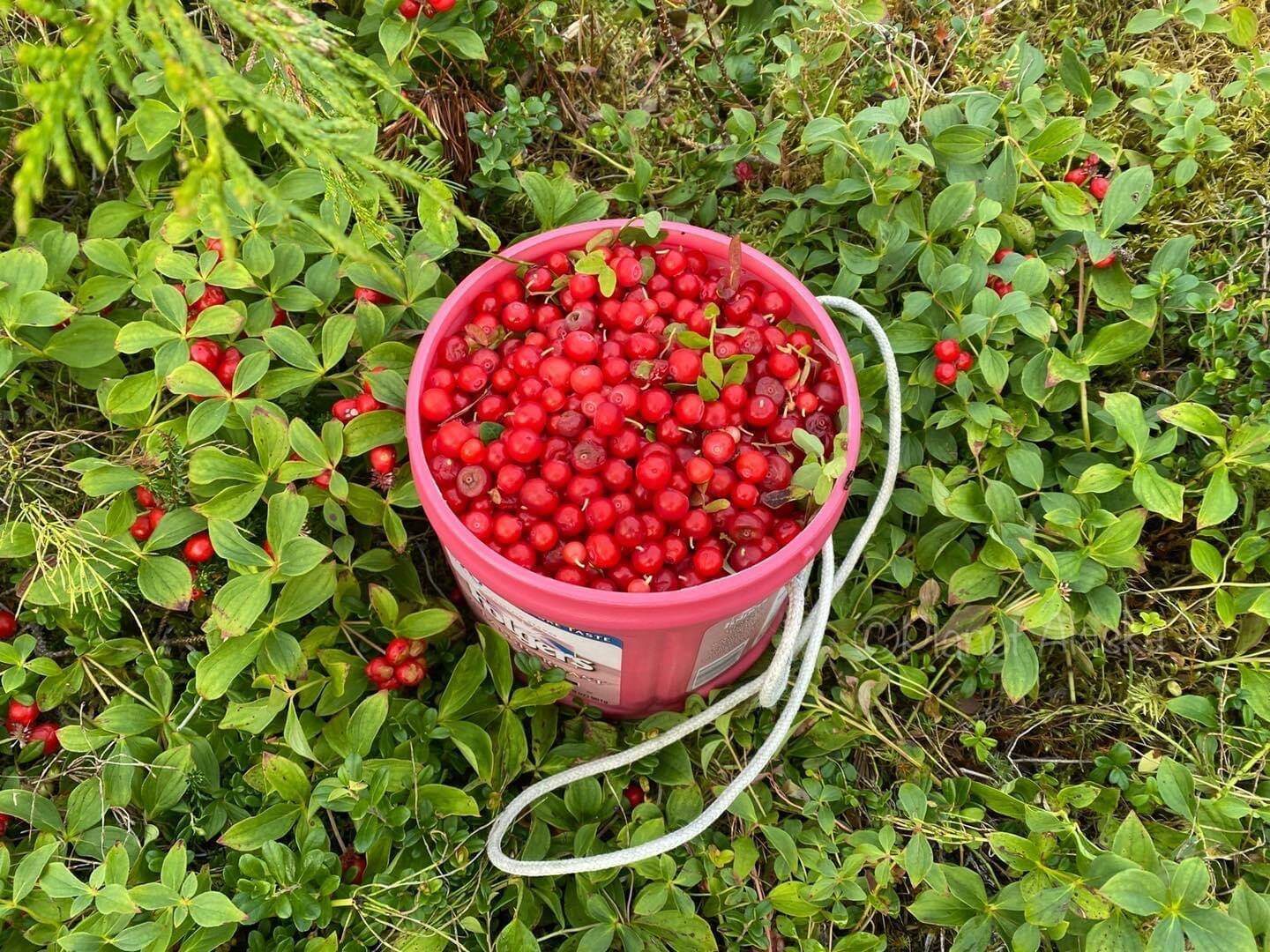 Courtesy Photo / Vivian Faith Prescott 
Red huckleberries and blueberries in Wrangell at Mickey’s Fishcamp.