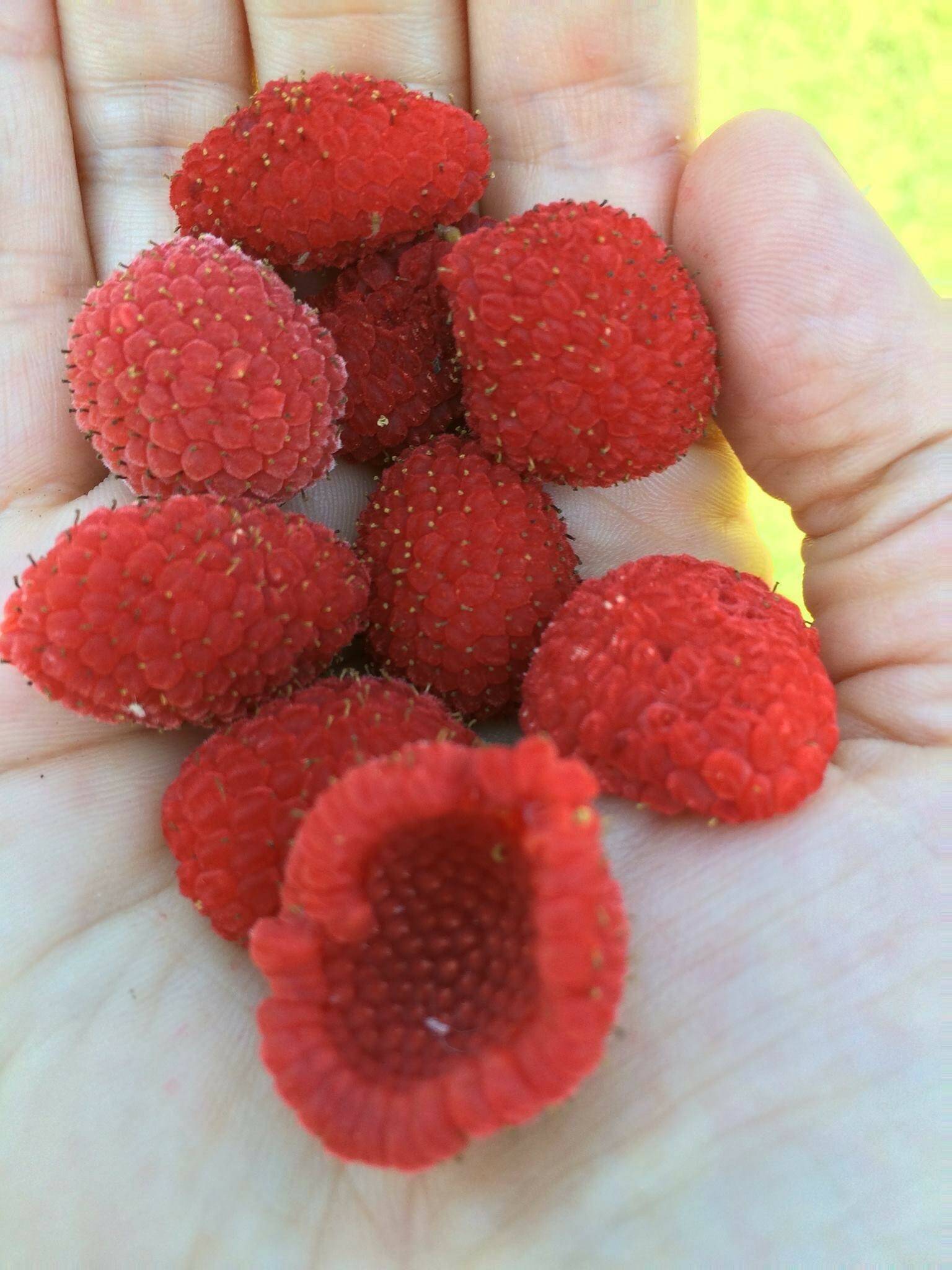 Thimblerries in Yeilk’ Vivian Mork’s hand.(Courtesy Photo / Yeilk’ Vivian Mork)
