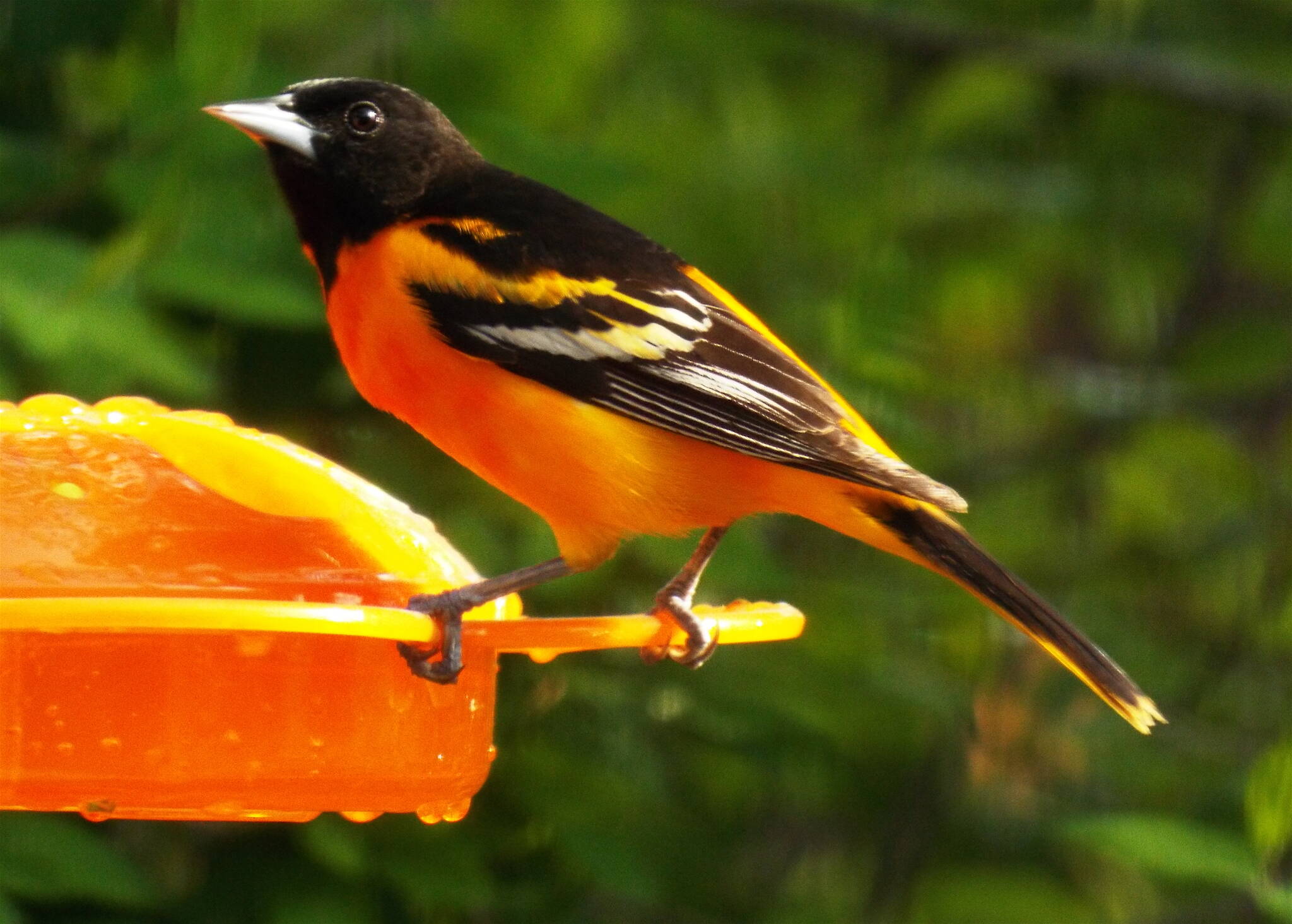 Courtesy Photo / J. S. Willson 
A northern oriole used dietary carotenoids to make its feathers bright orange.