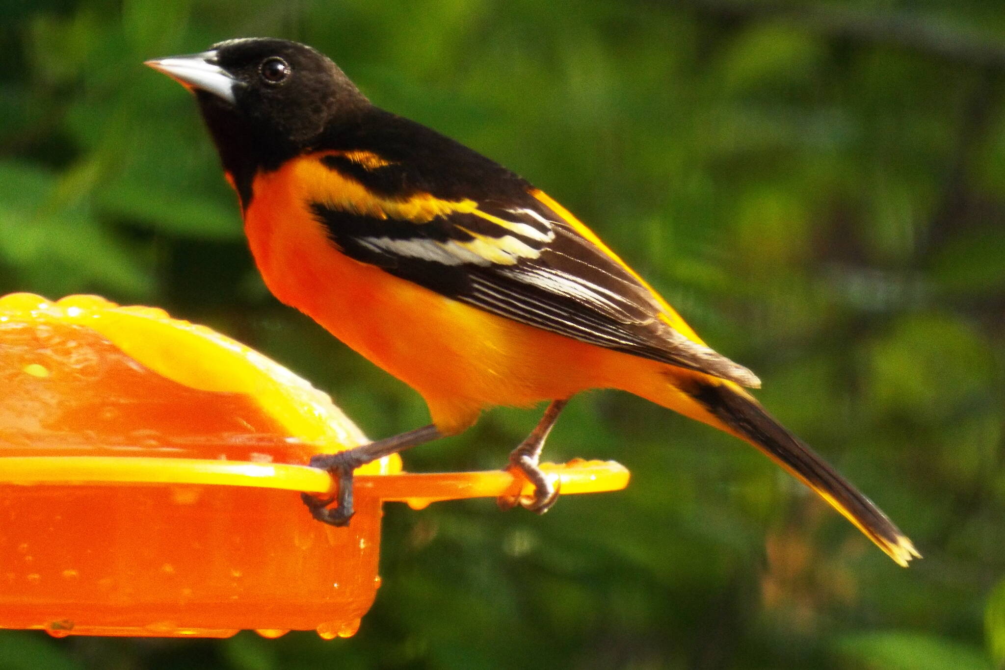 A northern oriole used dietary carotenoids to make its feathers bright orange. (Courtesy Photo / J. S. Willson)