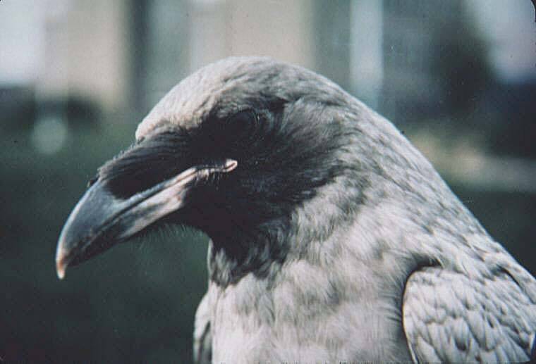 Courtesy Photo / Mark Schwan 
Gray plumage of this raven indicates a failure of melanin synthesis, probably early in development.