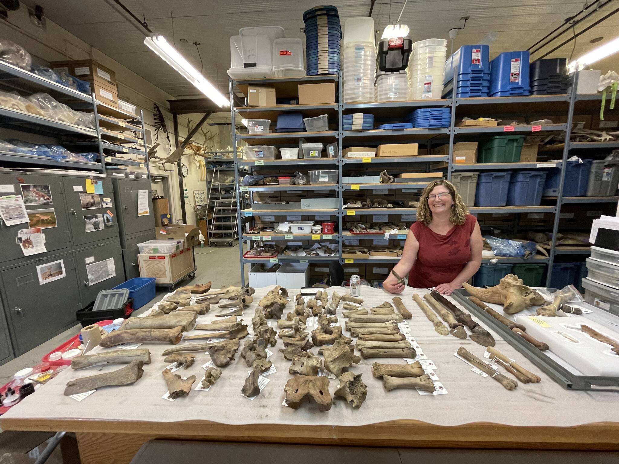 Courtesy Photo / Ned Rozell 
Elizabeth Hall, assistant paleontologist for the Yukon government in Whitehorse, stands in her office laboratory.
