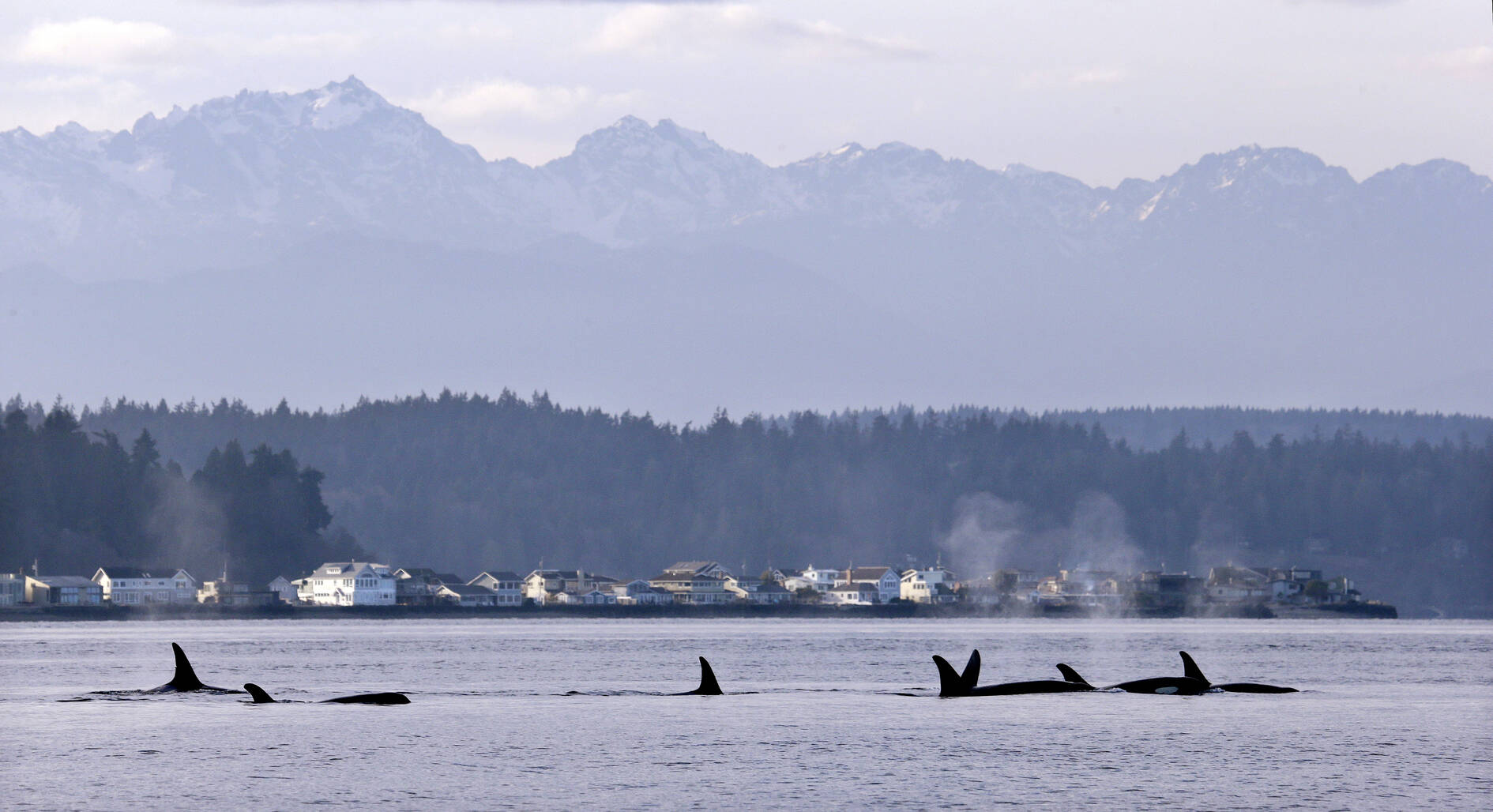 In this Jan. 18, 2014, file photo, endangered orcas swim in Puget Sound and in view of the Olympic Mountains just west of Seattle, as seen from a federal research vessel that has been tracking the whales. A federal court ruling this week has thrown into doubt the future of a valuable commercial king salmon fishery in Southeast Alaska, after a conservation group challenged the government’s approval of the harvest as a threat to protected fish and the endangered killer whales that eat them. (AP Photo / Elaine Thompson)